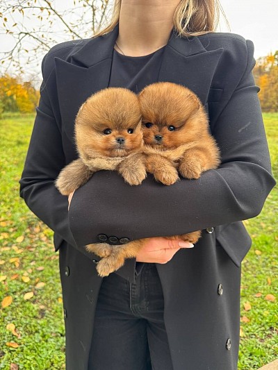 dog food dog toys dog grooming dog training pet supplies pet grooming dog collars dog beds dog boarding near me cat food cat toys cat tree cat litter pet adoption 	emergency vet near me  vet near me