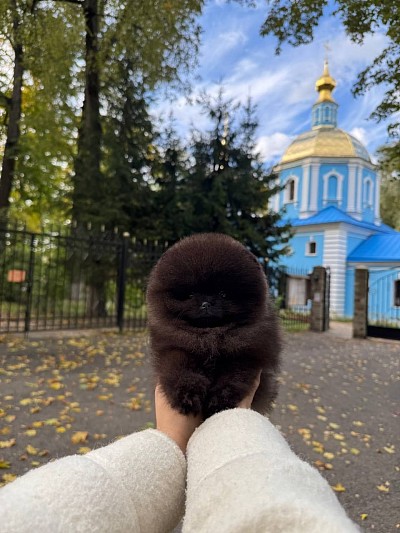 dog food dog toys dog grooming dog training pet supplies pet grooming dog collars dog beds dog boarding near me cat food cat toys cat tree cat litter pet adoption 	emergency vet near me  vet near me