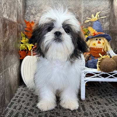 Shih Tzu