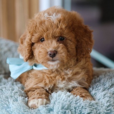 GoldenDoodle