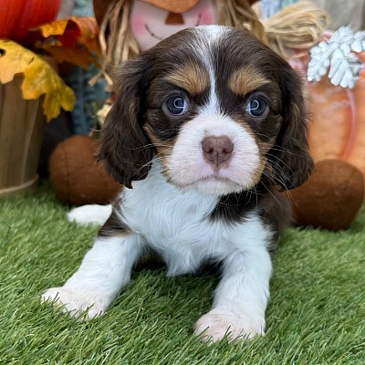 Cavalier King Charles Spaniel