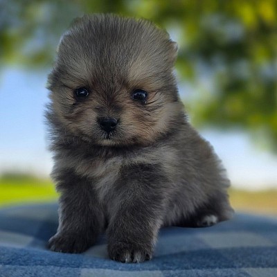 Pomeranian