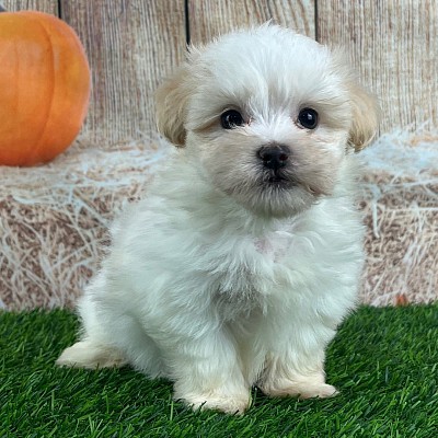 Havanese